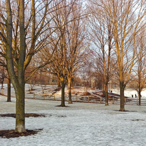 Withrow Park